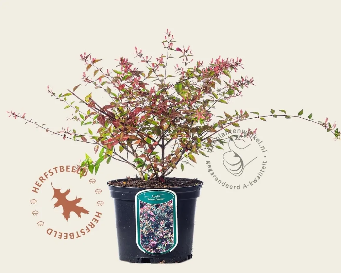 Abelia grandiflora 'Edward Goucher'