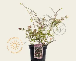 Abelia grandiflora 'Edward Goucher'