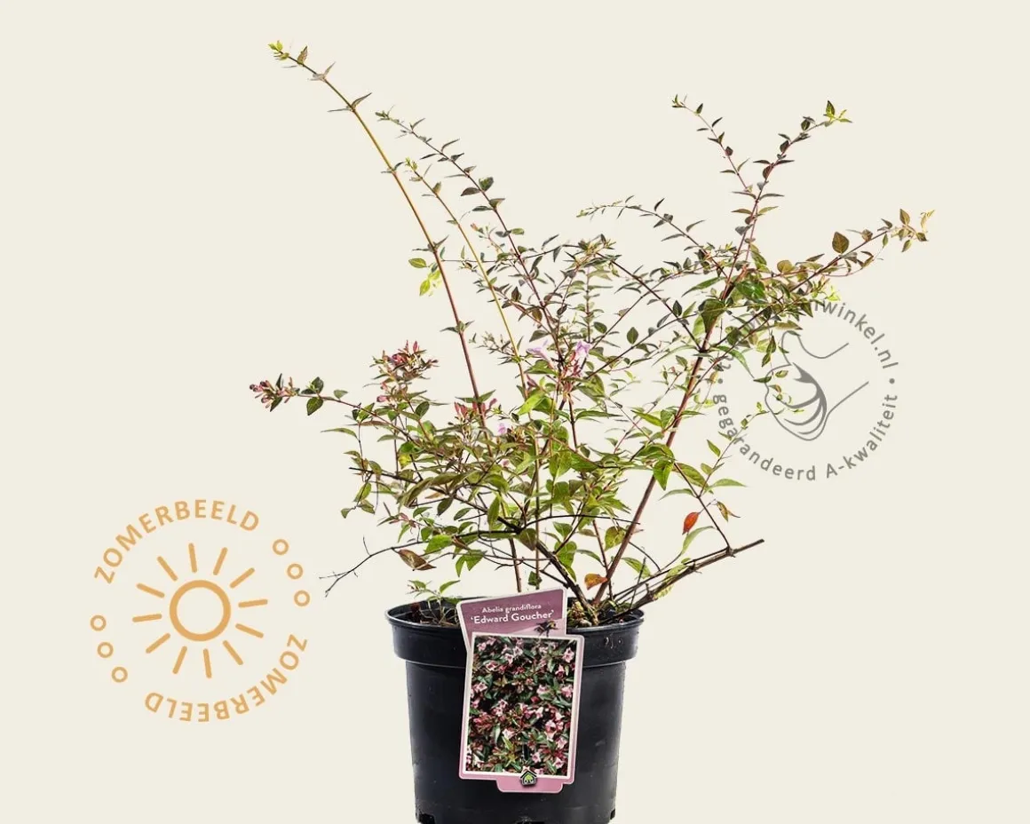 Abelia grandiflora 'Edward Goucher'