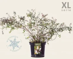 Abelia grandiflora - XL