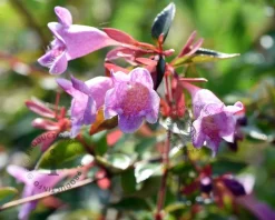 Abelia 'Pinky Bells'