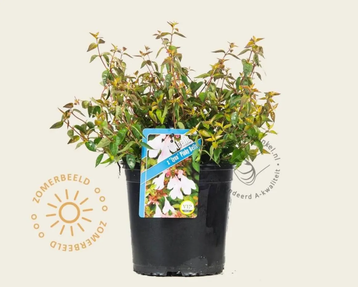Abelia 'Pinky Bells'