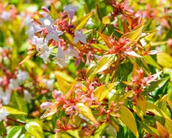 Abelia x grandiflora 'Kaleidoscope'