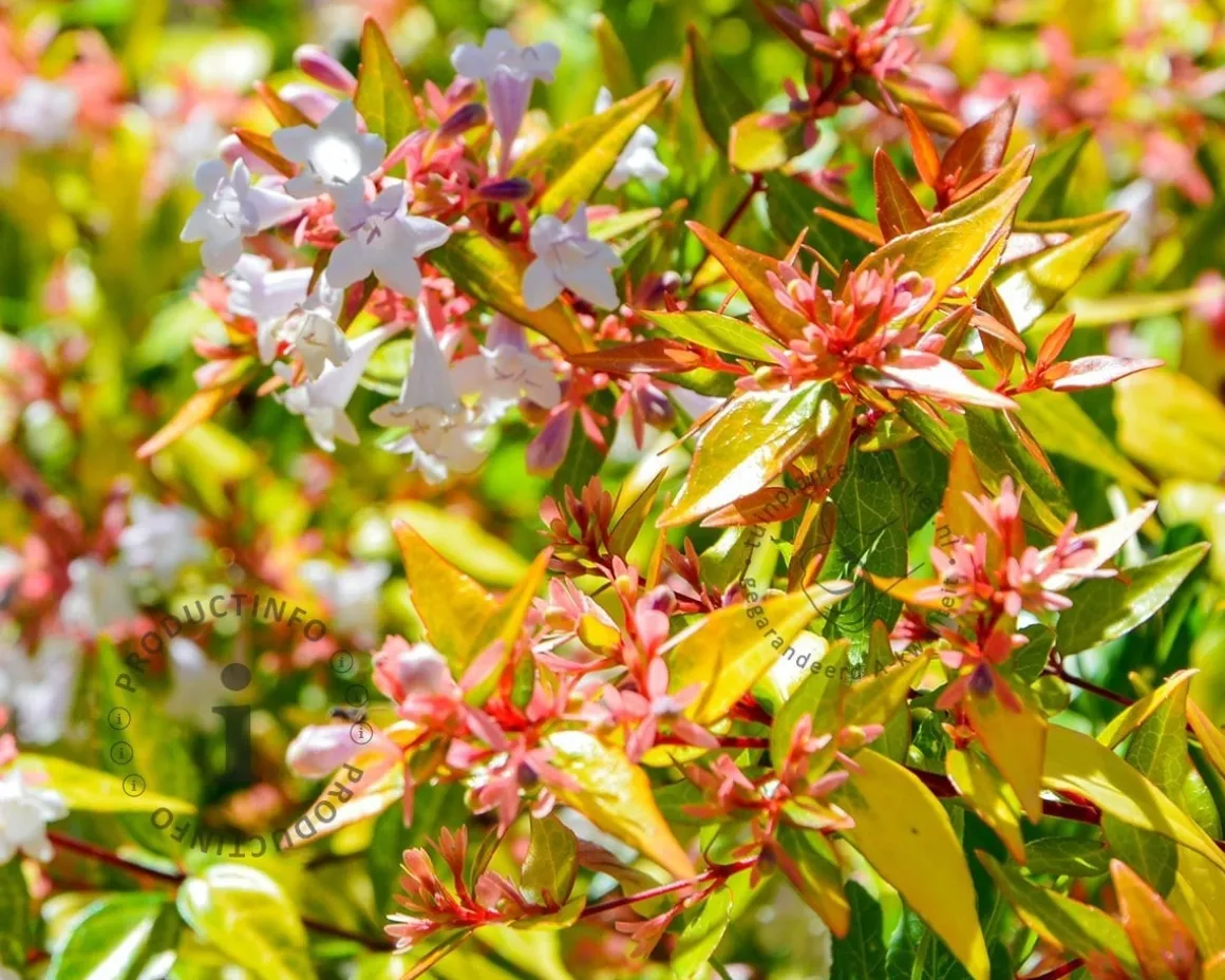 Abelia x grandiflora 'Kaleidoscope'