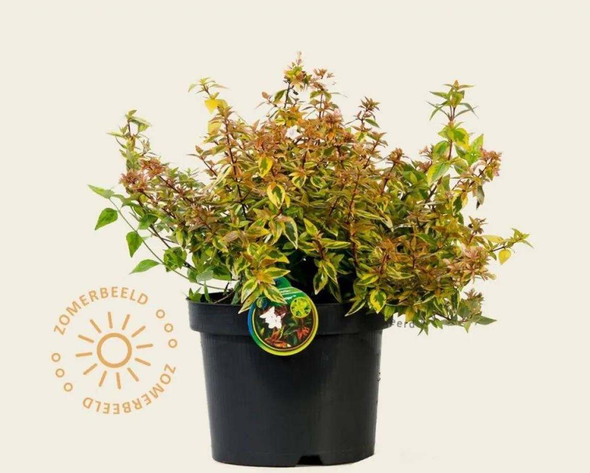 Abelia x grandiflora 'Kaleidoscope'