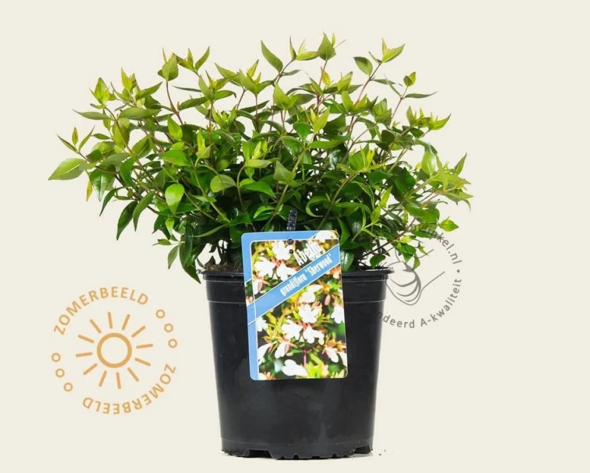 Abelia x grandiflora 'Sherwood'