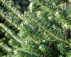 Abies koreana 80/100