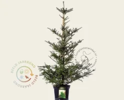 Abies koreana 80/100