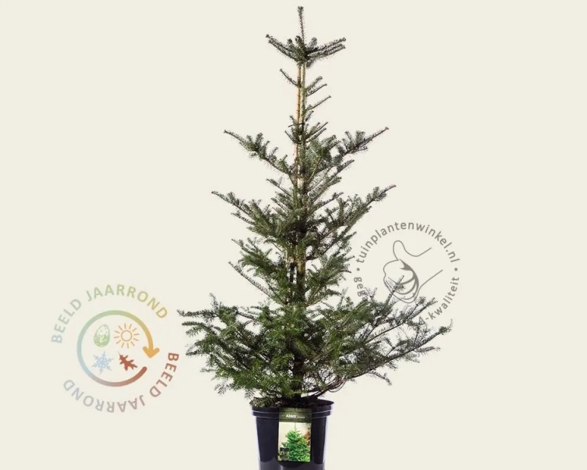 Abies koreana 80/100
