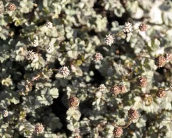 Acaena buchananii
