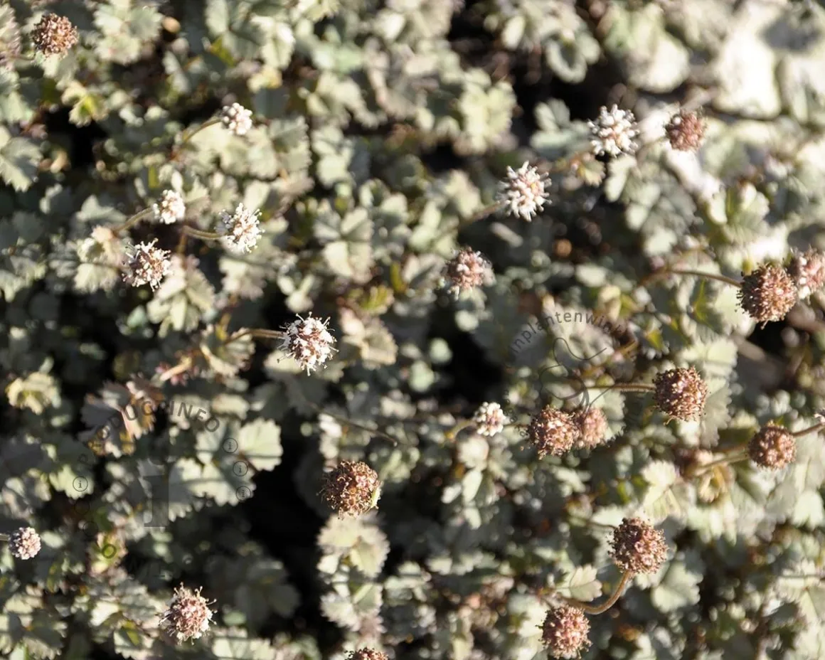 Acaena buchananii