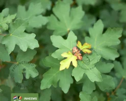 Acer campestre - blote wortel