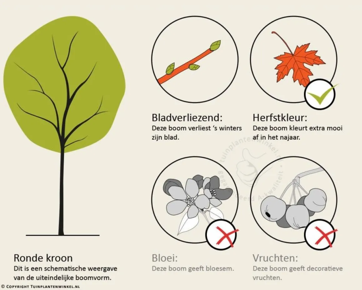 Acer campestre 'Elsrijk'