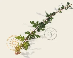 Acer campestre 'Nanum' - 225 cm stam