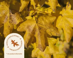 Acer campestre 'Nanum' - 225 cm stam