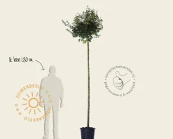 Acer campestre 'Nanum' - 225 cm stam