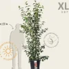 Acer davidii - XL+