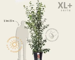 Acer davidii - XL+