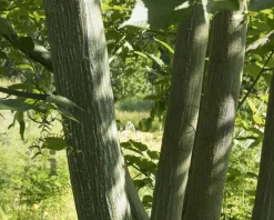 Acer davidii - XL+