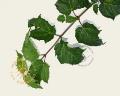 Acer davidii - XL+