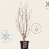 Acer davidii - XL
