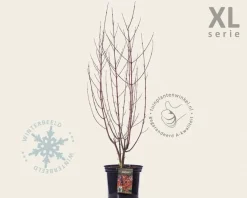 Acer davidii - XL