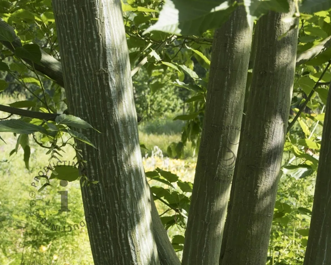 Acer davidii - XL