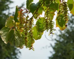 Acer davidii - XL