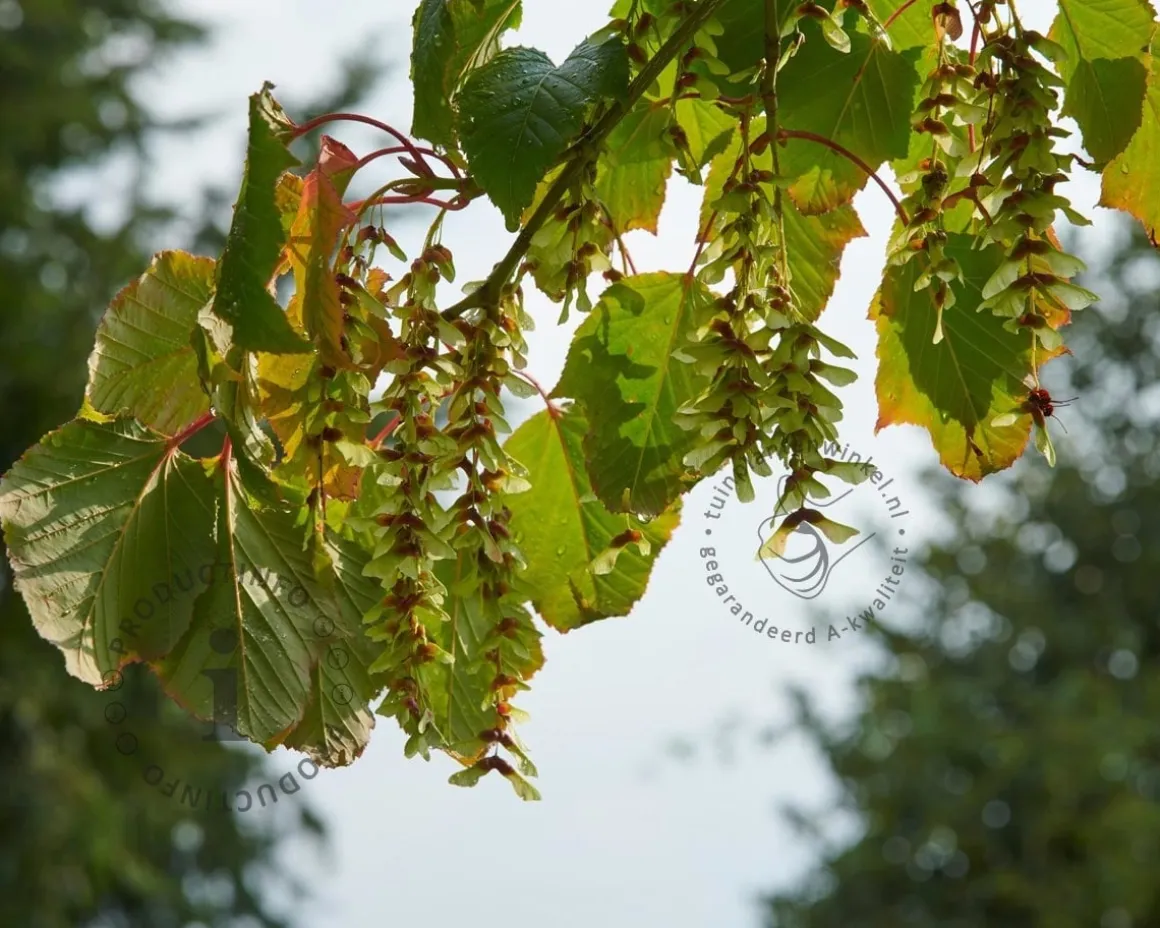 Acer davidii - XL