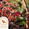 Acer griseum