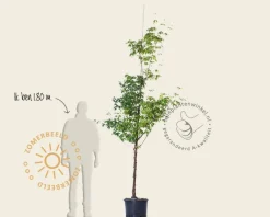 Acer griseum