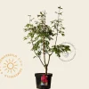 Acer griseum - XL