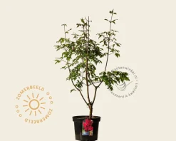 Acer griseum - XL