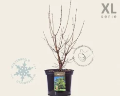 Acer griseum - XL