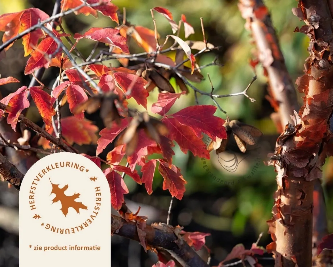 Acer griseum - XL