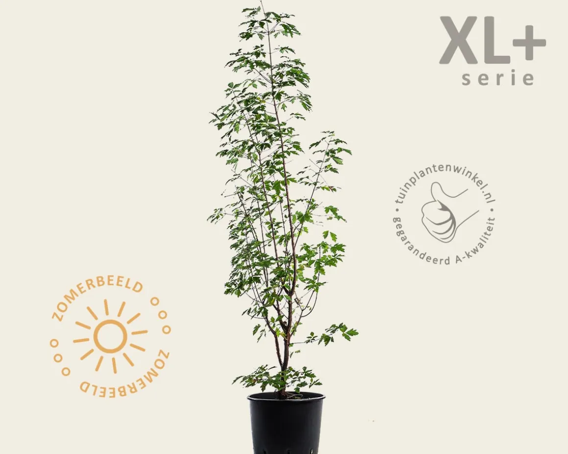 Acer griseum - XL+