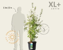 Acer griseum - XL+