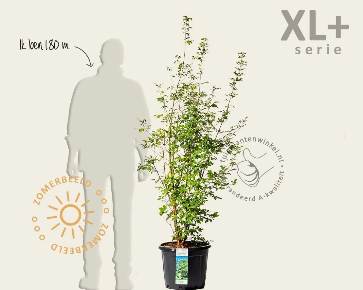 Acer griseum - XL+