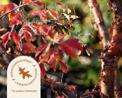 Acer griseum - XL+