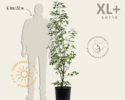 Acer griseum - XL+