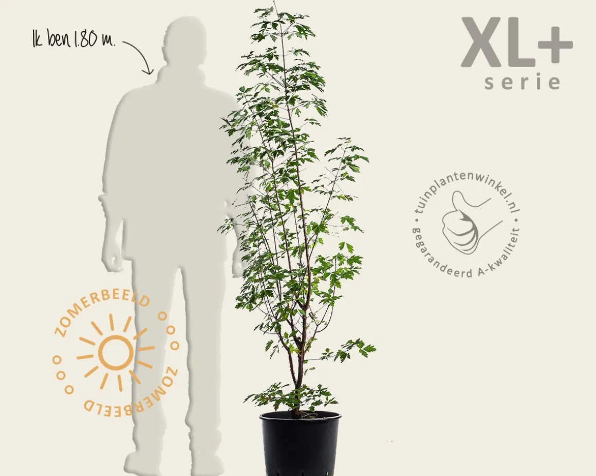 Acer griseum - XL+