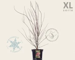 Acer palmatum 'Atropurpureum'  - XL