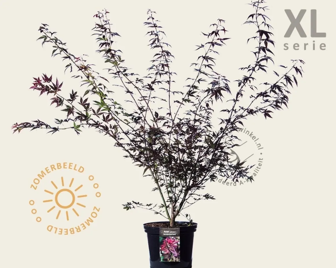 Acer palmatum 'Atropurpureum' - XL