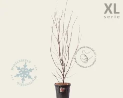 Acer palmatum 'Atropurpureum' - XL