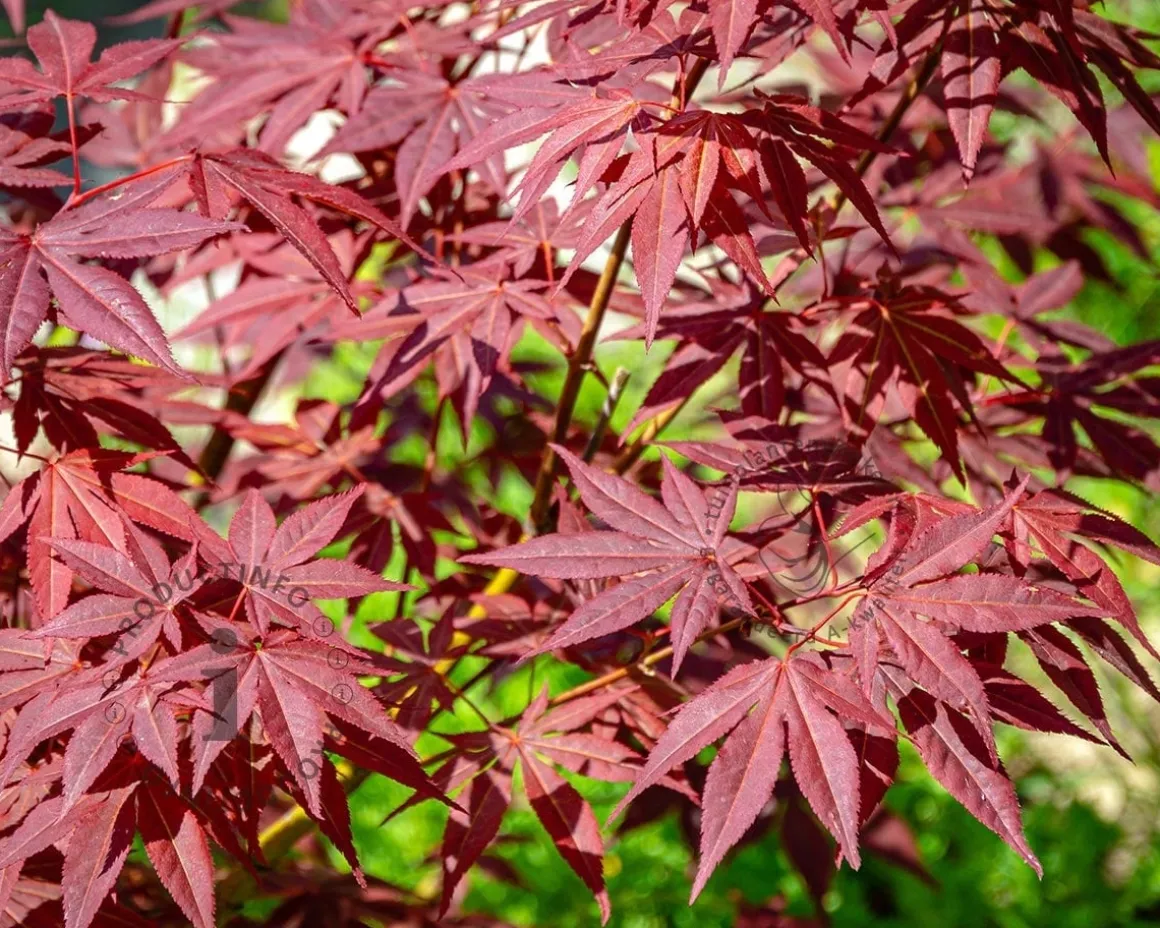 Acer palmatum 'Atropurpureum' - XL