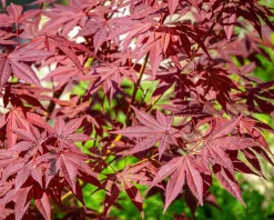 Acer palmatum 'Atropurpureum' - XL+