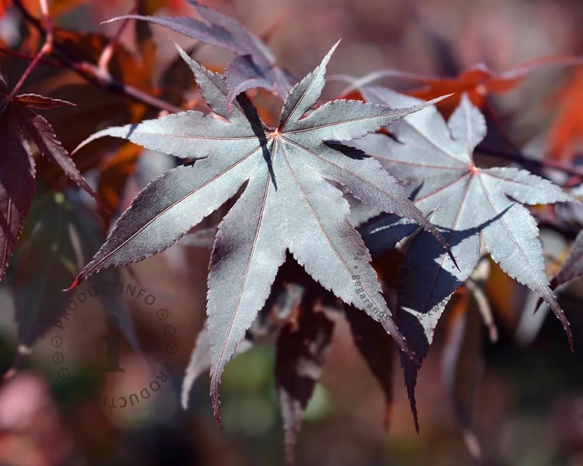 Acer palmatum 'Bloodgood'