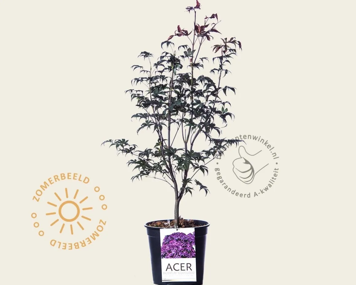 Acer palmatum 'Bloodgood'