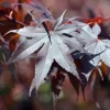 Acer palmatum 'Bloodgood' - XL