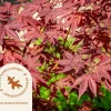 Acer palmatum - boomvorm